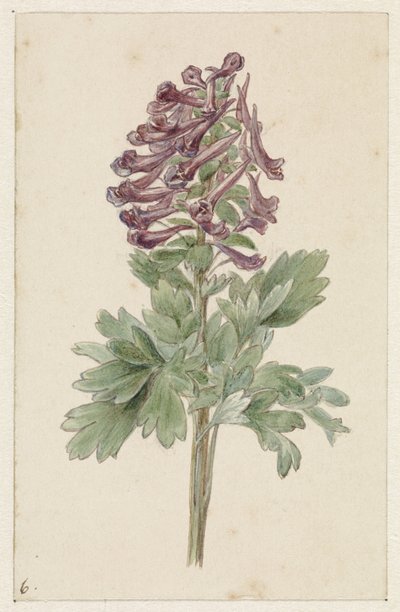 Blooming Corydalis Bulbosa by Jan Jacob Goteling Vinnis