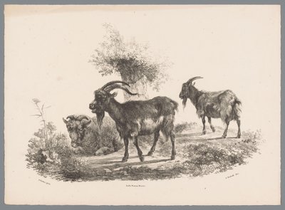 Two Goats and a Sheep by a Tree (Animal Studies by J. Kobell after Paul Potter No. 1 series) by Jan Kobell (III)