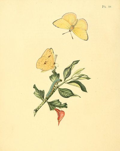 Phoebis sennae (as syn. Papilio hyperici) by Jan Sepp