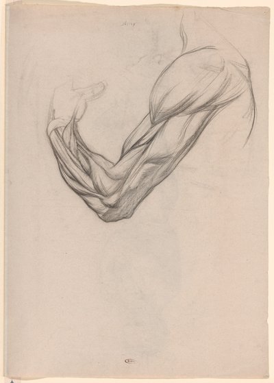 Anatomical Study of the Muscles of a Right Arm by Jan Veth