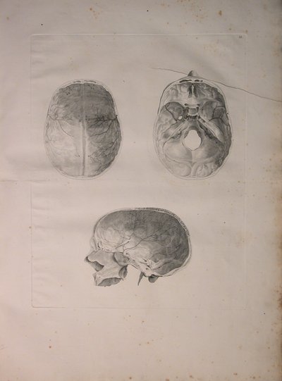 Albinus II, Pl. III, Cranial bone, illustration from 