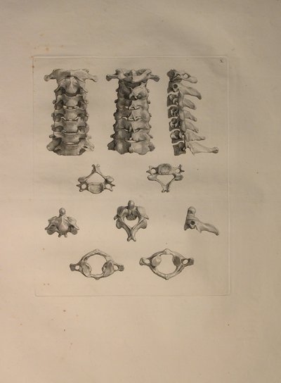 Cervical Vertebra (Plate X) from 
