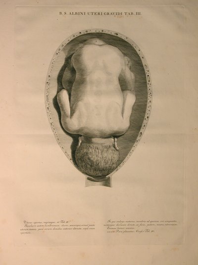 Albinus, Uterus, Pl. III, Illustration from 