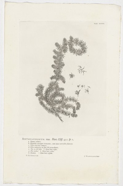 Anthospermum aethiopicum by Jan Wandelaar
