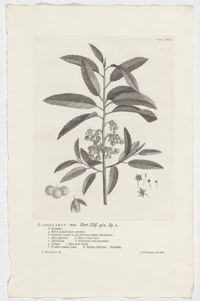 Kiggelaria Africana by Jan Wandelaar