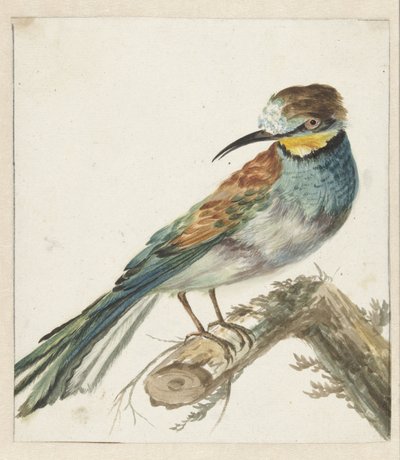 Bee-eater (Merops apiaster) by Jan Baptist Weenix