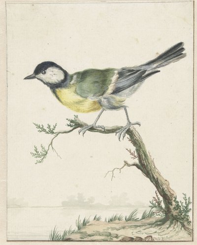 Great Tit by Jan Baptist Weenix