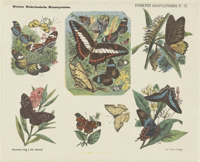 Insects (Butterflies) (title on object) New Dutch Children