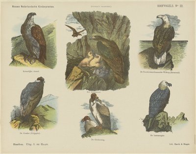Birds of Prey by Jan de Haan