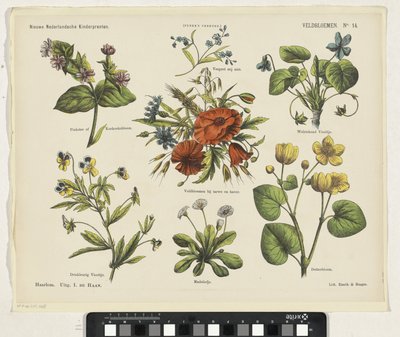 Wildflowers (New Dutch Children