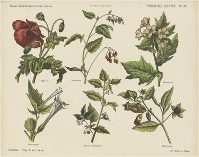 Poisonous Plants by Jan de Haan