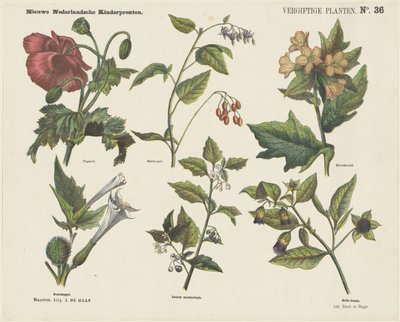 Poisonous Plants (title on object) New Dutch Children