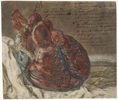 Prints of the Brain and the Heart, Anatomical Study of a Human Heart by Jan l