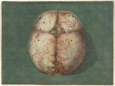 Prints of the Brain and the Heart by Jan l