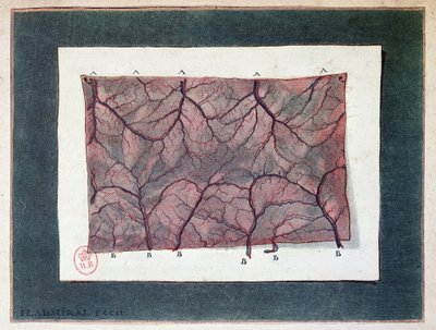 Nerve of the intestinal membrane, Ladmiral by Jan or Joannes Ladmiral