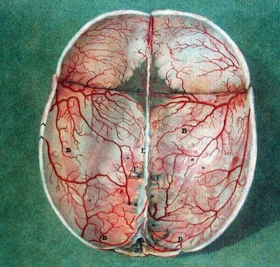 The Brain, from 
