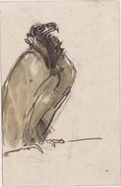 Vulture Sitting on a Branch by Jan van Essen