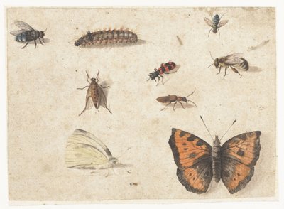 Sheet of Studies of Nine Insects by Jan van Kessel (I)