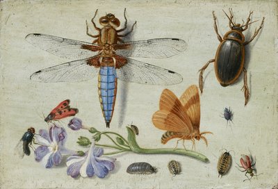 A Cockchafer, Beetle, Woodlice and other Insects, with a Sprig of Auricula, early 1650s by Jan van Kessel