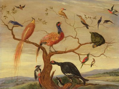 A Concert of Birds by Jan van Kessel the Elder