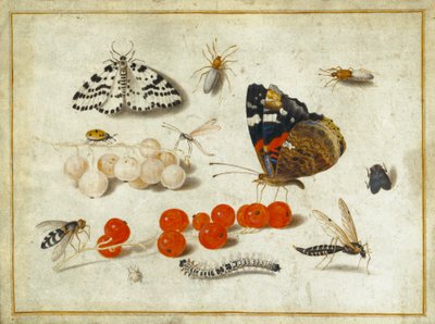 Butterfly, Caterpillar, Moth, Insects and Currants, c.1650-65 by Jan van Kessel the Elder