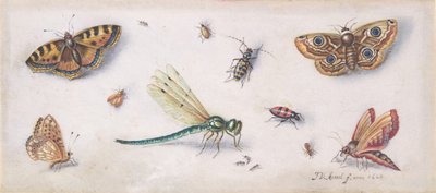 Insects, Butterflies, and a Dragonfly by Jan van Kessel