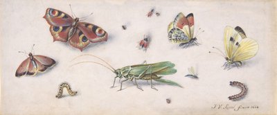 Insects, Butterflies, and a Grasshopper by Jan van Kessel