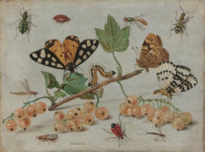 Insects and Fruit, c.1660-5 by Jan van Kessel the Elder