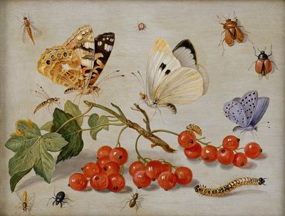 A still life with sprig of Redcurrants, butterflies, beetles, caterpillar and insects by Jan van Kessel the Elder