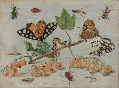 Insects and Fruits by Jan van Kessel the Elder