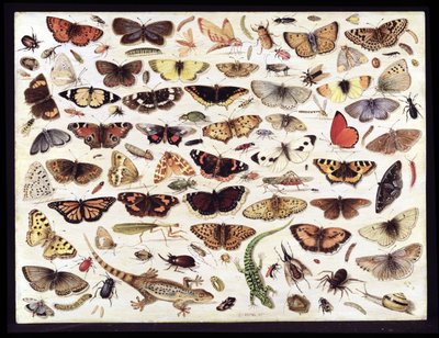 Study of Butterflies and Other Insects by Jan van Kessel the Elder