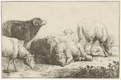 Sheep (series title: Animals, Zoographiam) by Jan van den Hecke