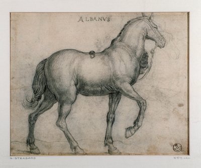 Study for a Horse by Jan van der Straet