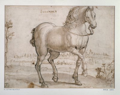 Study for a Sicamber horse by Jan van der Straet