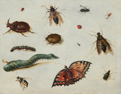 Insects by Jan van the Elder Kessel