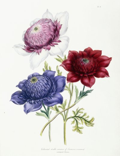 Cultivated Double Varieties of Anemone Coronaria by Jane Loudon