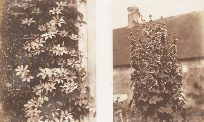 Clematis Cerulea, Hollyhocks, 1853-56 by Jane Martha St. John