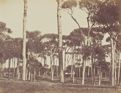 Stone Pine Grove, Villa Pamphili Doria, Rome by Jane Martha St. John