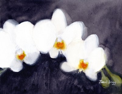 Orchid White Phalaenopsis by Janel Bragg