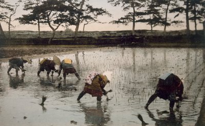 Five peasants re-planting rice in a paddy field by Japanese Photographer