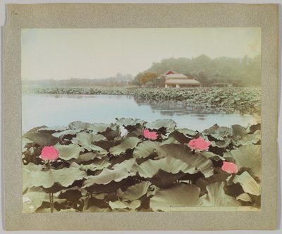 Lotuses in Shinobadzu Pond, Uyeno Park, Tokyo, Japan by Japanese Photographer