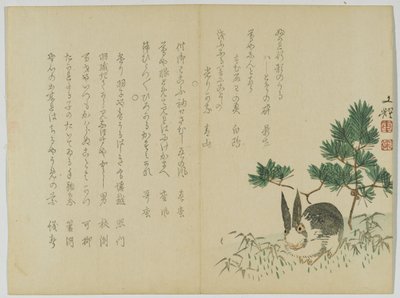 Rabbit beneath New Year