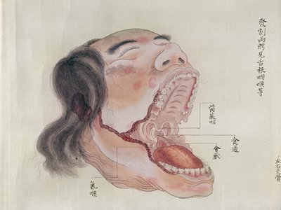The anatomy of the mouth, from the dissection of a torture victim of 1796, from a makimono of a Midori doctor, 1842 by Japanese School