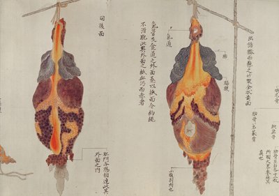 The lungs from the dissection of a torture victim of 1796, from a makimono of a Midori doctor, 1842 by Japanese School