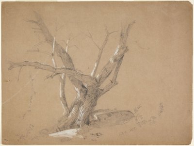 Study of a Tree by Jasper Francis Cropsey