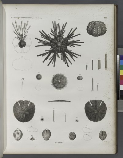 Urchins by Jean Cesar Macret
