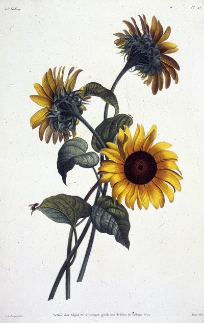 Fleurs de tournol ou soleils. Botanical plate from 