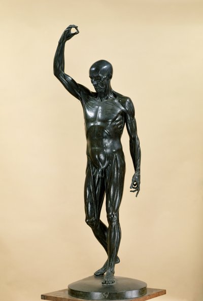 Flayed Body (L