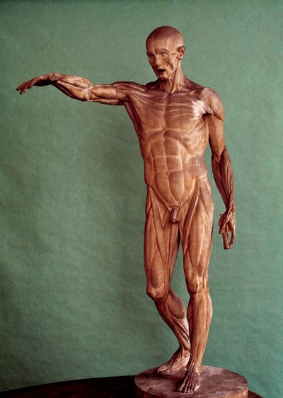 Human Anatomy. Ecorche by Jean Antoine Houdon by Jean Antoine Houdon