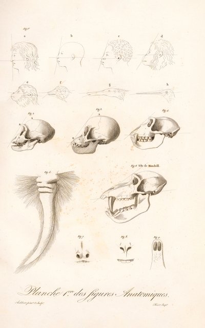 Comparative Primate Anatomy, First Plate by Jean Baptiste Audebert